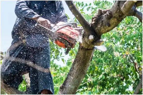 tree services Bethel Manor